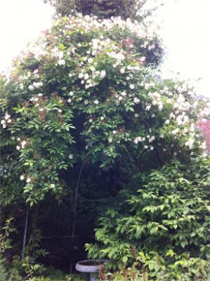 ins Hannoversche Gartenreich