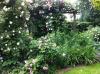 ins Hannoversche Gartenreich