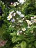 ins Hannoversche Gartenreich
