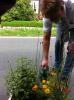 ins Hannoversche Gartenreich
