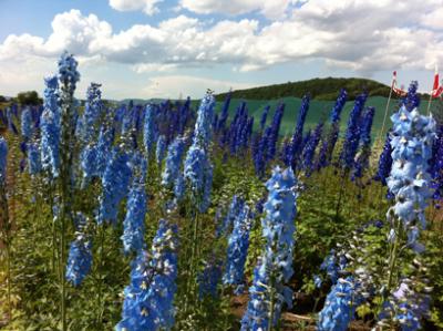 ins Hannoversche Gartenreich